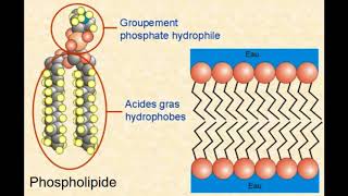 La membrane plasmique  structure et fonctions [upl. by Onaled]