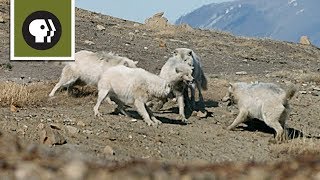 Wolf Pack Teams Up to Fight Off Intruder [upl. by Copp]