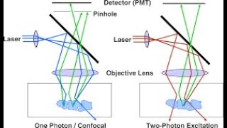 Confocal and Two Photon Microscopy [upl. by Kristoffer]