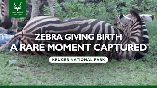 Zebra Giving Birth A Rare Moment Captured at KrugerZebra SANParks [upl. by Tung]