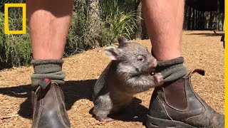 Los vídeos de animales más adorables  National Geographic en Español [upl. by Hcra]