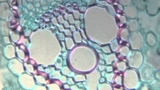 Cell Biology The Living Cell clip [upl. by Enyrehtak]