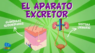 EL APARATO EXCRETOR  Videos Educativos para Niños [upl. by Amahs65]