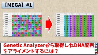 【MEGA】MEGAX の 使い方 ・ アライメント  Alignment 1 [upl. by Berhley967]