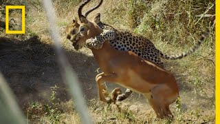 Leopard Hunts an Impala  Savage Kingdom [upl. by Tybi]