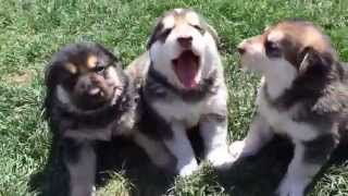 Crying German Shepherd puppies [upl. by Solohcin]