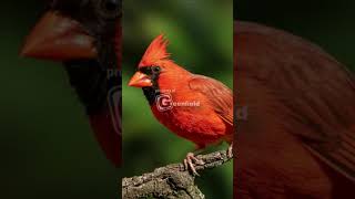 Cardinal Bird Song  Northern Cardinal Song [upl. by Silohcin]