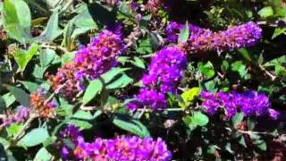 Buddleia Lo amp Behold Blue Chip  Dwarf Butterfly Bush [upl. by Zetnas747]