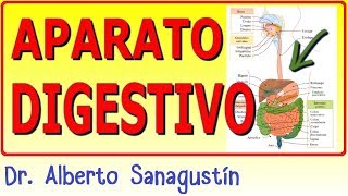 SISTEMA DIGESTIVO ✅ anatomía y fisiología [upl. by Luapsemaj]