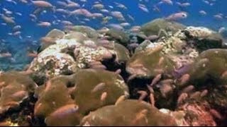 The magical coral reefs of Lakshadweep [upl. by Selmore]