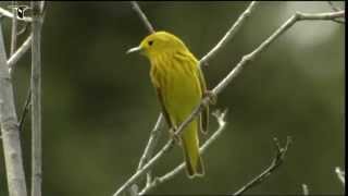 Yellow Warbler [upl. by Ahsekal]