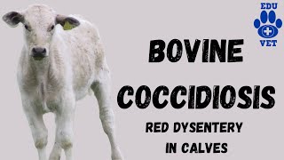 Bovine Coccidiosis SimplifiedParasitology [upl. by Arni]