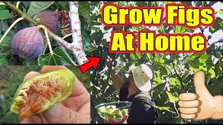 Everything You Need To Know About Growing Figs At Home  Whats My Favorite Fig Tree To Grow [upl. by Harvey507]