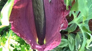 Dracunculus Vulgaris Spectacular Dragon Lily [upl. by Ztnarf]