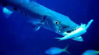 Barracuda Facts 10 facts about Barracudas [upl. by Ailemor]