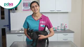 How To Apply A Spot On Flea Treatment For Your Cat PDSA Petwise Pet Health Hub [upl. by Martens194]