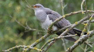 Call of the common cuckoo  Cuculus canorus  Kuckuck [upl. by Shoshana]