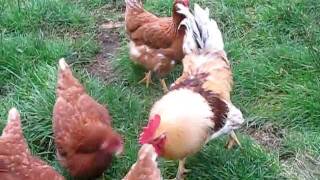 LOHMANN CHICKENS HYBRID LARGE FOWLGREAT LAYERS AND PETS [upl. by Mckay]