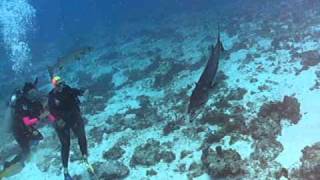 Barracuda Feeding Frenzy [upl. by Ivo]