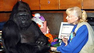 Gorilla That Can Talk Said Something Shocking About Humans – You Won’t Believe It [upl. by Frodina]