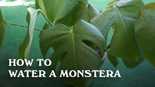 How to Water a Monstera [upl. by Lunna590]