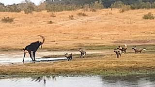 Painted wild dogs attacking a Sable antelope [upl. by Jonny]