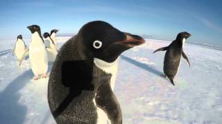 The Curiousity of a Penguin [upl. by Williamsen95]