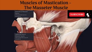 Muscles of Mastication  Masseter Muscle  Origin  Insertion  Nerve Supply  Action  AA [upl. by Aiuqenehs]