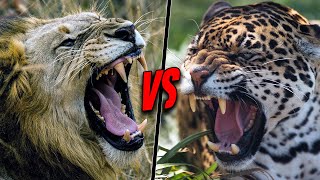 LION VS JAGUAR  Who Is The Real King [upl. by Acnaib]