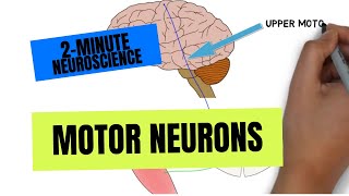 2Minute Neuroscience Motor Neurons [upl. by Anoirb]