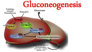 Gluconeogenesis [upl. by Adleme52]