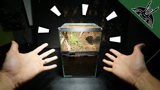 ULTIMATE FOSSORIAL TARANTULA ENCLOSURE [upl. by Armilda]