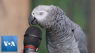 Talking Parrot  VOANews [upl. by Youngran]