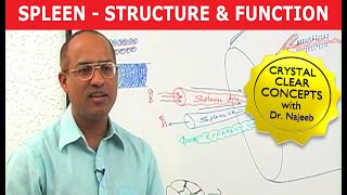 Spleen  Structure amp Function [upl. by Mansur]