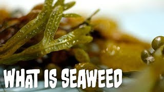 What is seaweed  Seaweed Part 1 [upl. by Tristan]