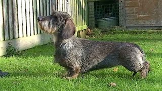 Dog Breed Video Dachshund [upl. by Rollins622]