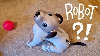 Our New Dog AIBO Pet Replacement Robot [upl. by Leahcimsemaj]