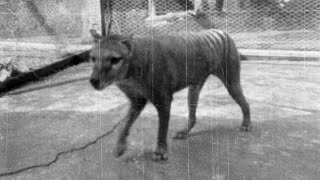 The last known Tasmanian Tiger [upl. by Ahcatan323]