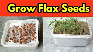 Grow Flax Seeds  Microgreens [upl. by Ahsenev]