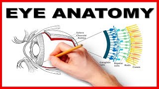 Eye Anatomy and Function  Made Easy [upl. by Eanom897]