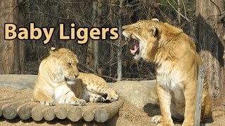 What Is a Liger  quotThe Largest Cat in the Worldquot [upl. by Pike]