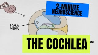 2Minute Neuroscience The Cochlea [upl. by Horwitz]