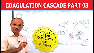 Coagulation Cascade  Part 312 [upl. by Wendye]