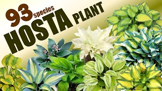 93 HOSTA PLANT SPECIES  HERB STORIES [upl. by Macdougall428]