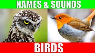 BIRDS Names and Sounds  Learn Bird Species in English [upl. by Filip105]