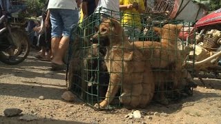 Annual dog meat festival causes outrage [upl. by Carmita]