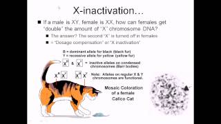 X inactivation [upl. by Leelaj357]