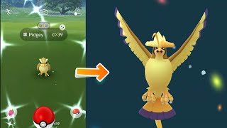 Shiny Pidgey in the wild evolves into Mega Pidgeot New Mega Energy [upl. by Mackoff630]