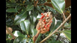 Timelapse of Magnolia fruit ripening [upl. by Airehs]