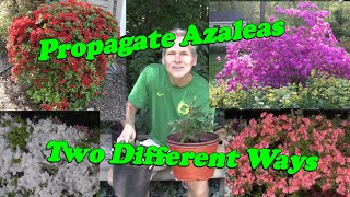 Learn how to Propagate Azaleas [upl. by Resneps132]